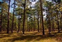 Environmental Group Concerned With New Development Rules