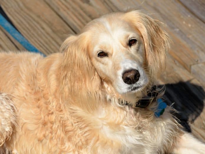 rescued-dog-1738410_960_720