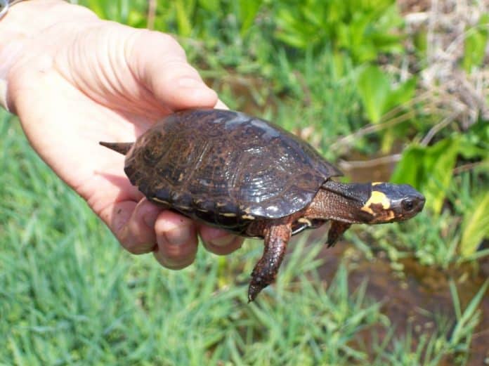 Bog_Turtle_USFWS-1024x767
