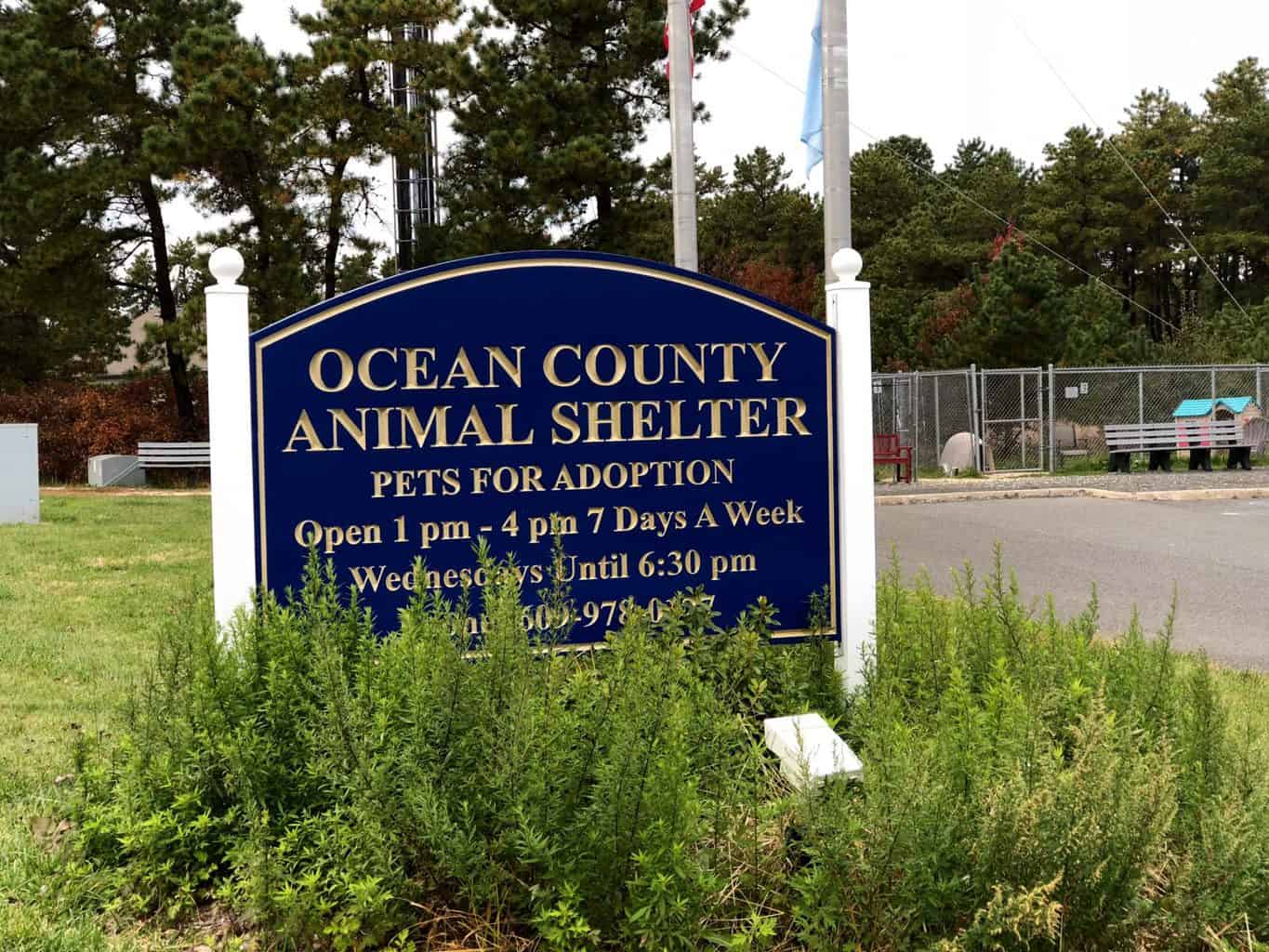 Local Rescue Organizations Making “Shelter Animals Count” Jersey