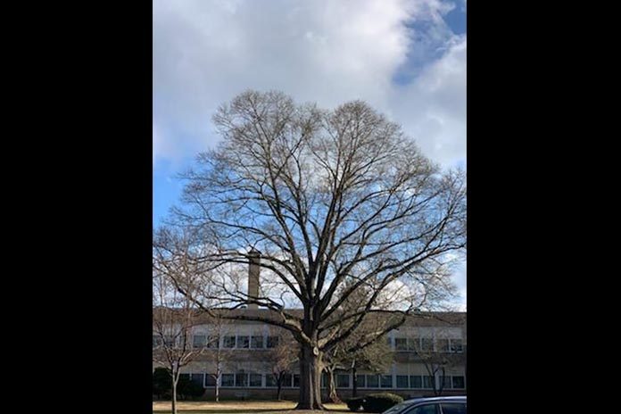 The Lakewood Township Committee designated a red oak tree at the Ella G. Clarke School, Manetta Avenue, Lakewood, a historical landmark. (Photo courtesy Lakewood Township)