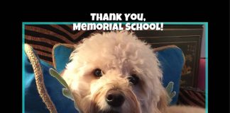 Former principal Alysson Keelen brought her mini golden doodle, Yogi Edward Keelan, back to where his journey to becoming a therapy dog began: Memorial School. (Photo courtesy Ray Gredder, Memorial School)