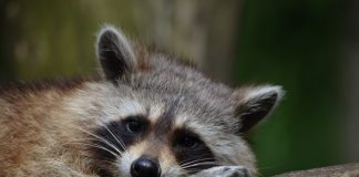 A raccoon. (File photo)