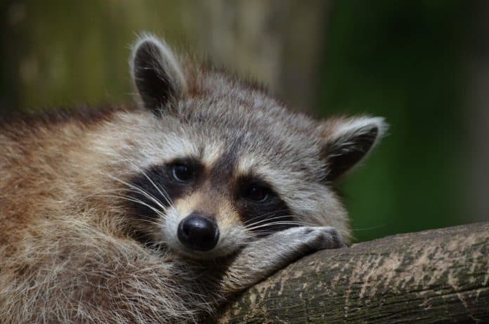 A raccoon. (File photo)