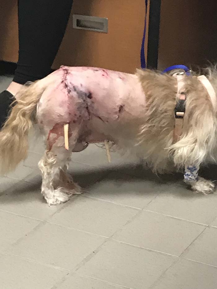 Khloe's injuries post-attack. (Photo courtesy Cristy Mangano)