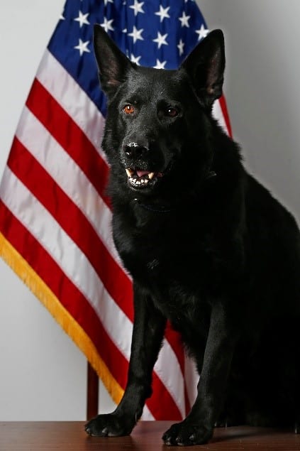 K-9 Storm. (Photo courtesy Manchester Township Police Department)