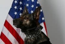 K-9 Lynk. (Photo courtesy Manchester Township Police Department)