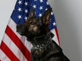 K-9 Lynk. (Photo courtesy Manchester Township Police Department)
