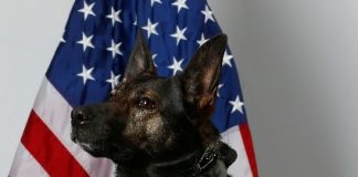 Retired Manchester Police K-9 Lynk Dies K-9 Lynk. (Photo courtesy Manchester Township Police Department)