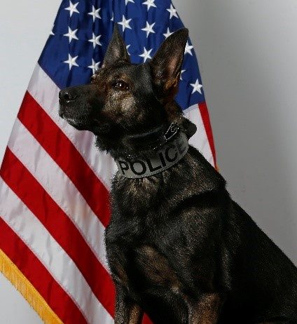 K-9 Lynk. (Photo courtesy Manchester Township Police Department)