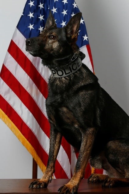 K-9 Lynk. (Photo courtesy Manchester Township Police Department)