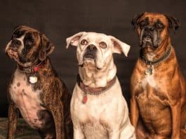 Dogs. (File photo)
