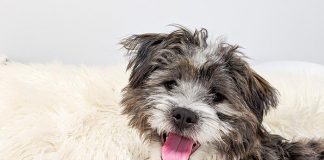 Jackson School District’s “Mighty” therapy dog is ready for action at the Howard C. Johnson Elementary School. (Photo courtesy Jackson School District)