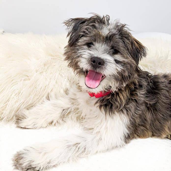 Jackson School District’s “Mighty” therapy dog is ready for action at the Howard C. Johnson Elementary School. (Photo courtesy Jackson School District)