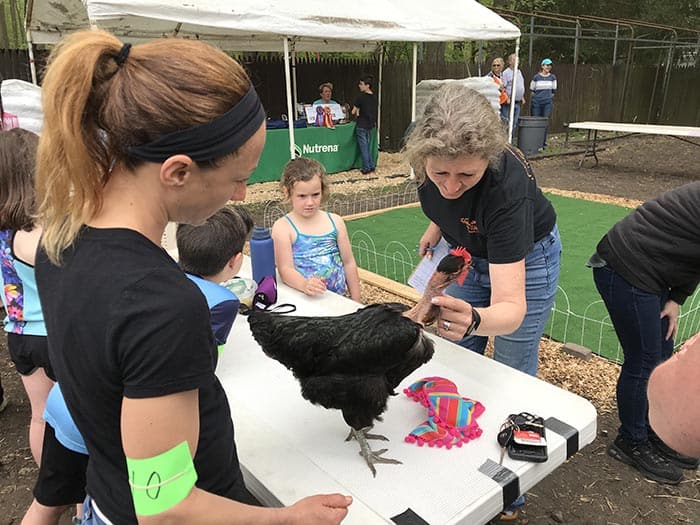 The judges made the rounds to check out the beautiful plumage and personalities of the birds. (Photo by Chris Lundy)