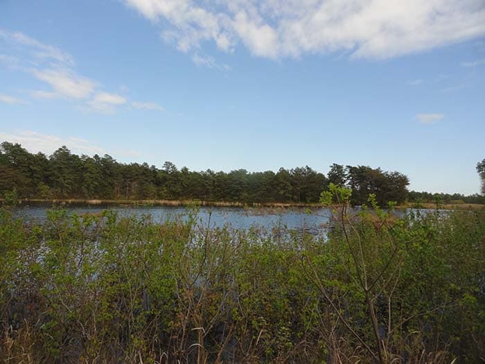 The cranberry bogs, unharvested, are more like a lake now. (Photo by Patricia A. Miller)