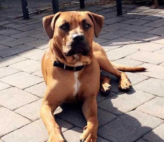 Jax. (Photo courtesy Stafford Township Police Department)