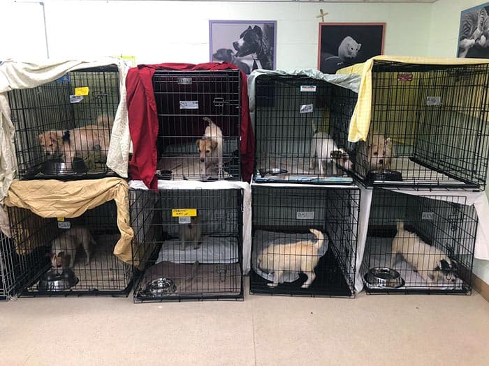 There was a "triple digit" hoarding situation in Hunterdon County. (Photo courtesy MCSPCA)