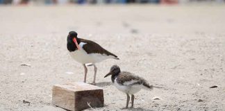 (Photo courtesy of Nina Colagiovanni)