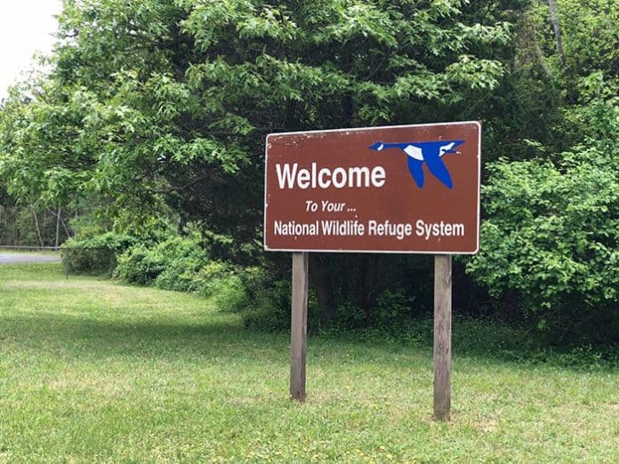 The Forsythe Refuge stretches across 14 municipalities, from Galloway Township in Atlantic County to Brick Township in Ocean County, protecting more than 47,000 acres of tidal wetland and shallow bay habitat for migratory water birds. (Photo by Kimberly Bosco)