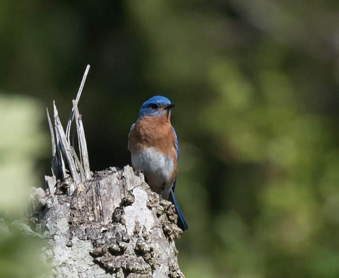 On May 18, the Edwin B. Forsythe National Wildlife Refuge held their annual BioBlitz event at the Refuge Headquarters in Galloway Township. (Photo courtesy Edwin B. Forsythe National Wildlife Refuge)