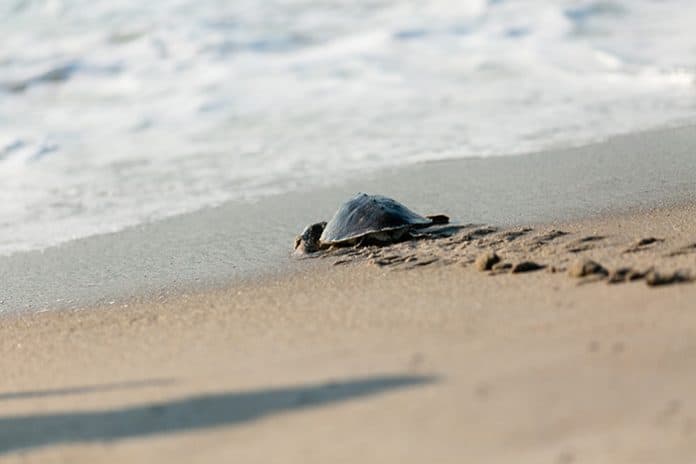 Endangered Sea Turtle Returns To The Ocean - Jersey Shore Online
