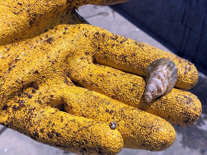 Oyster farmer Tommy Burke holds one of the baby oysters. (Photo by Judy Smestad-Nunn)