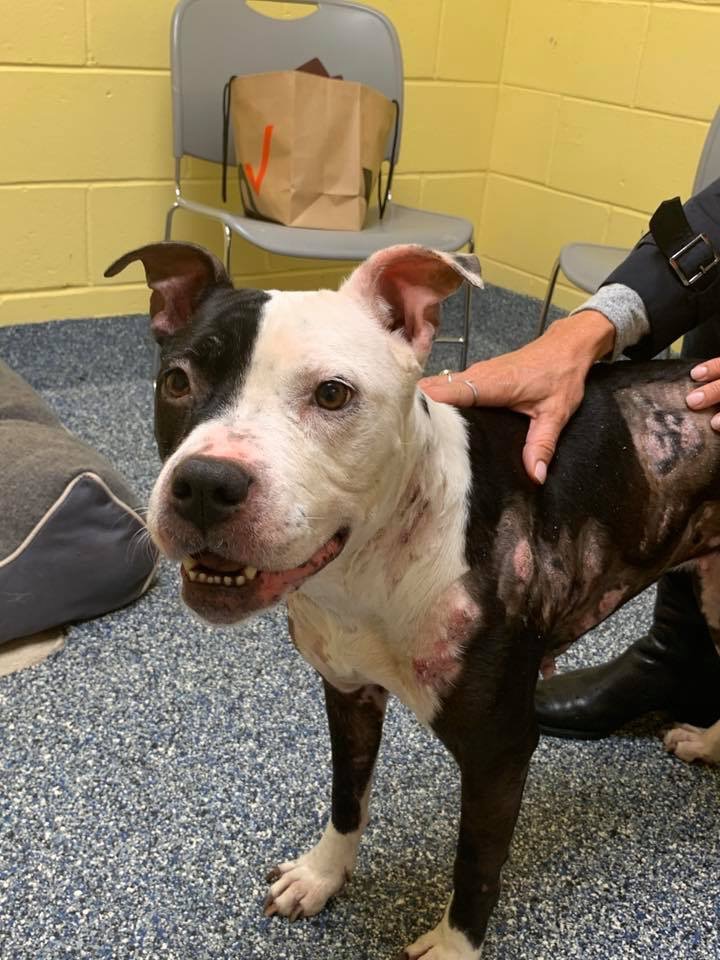 Injured Pit Bull Found By Police, Now Searching For Owner - Jersey ...