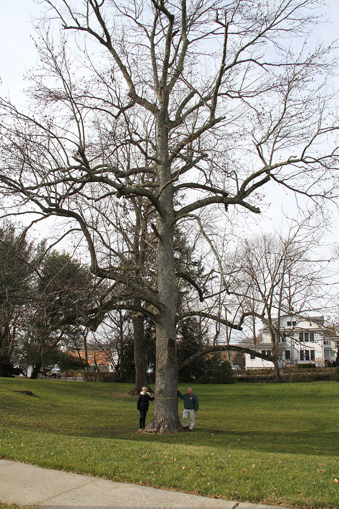 Residents Asked To Nominate Big Trees For Registry Jersey Shore Online