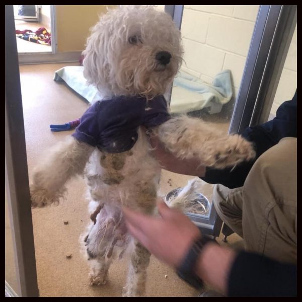Two Dogs Abandoned In Toms River Are Rescued Jersey Shore Online
