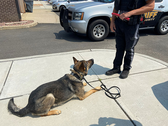 Will Marijuana Legalization Prompt K9 Retirements? Jersey Shore Online