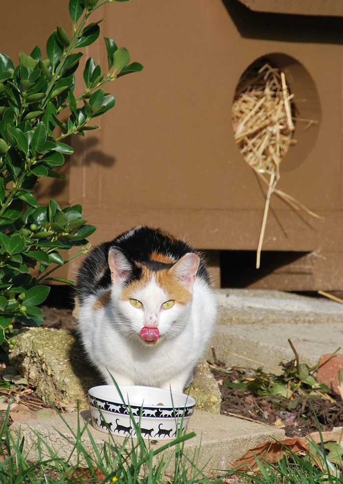 TNR Committee Discusses “Kitten Season” In Brick Township