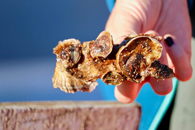 Single Spat Shell Aquaculture Project To Restore Oyster Beds - Jersey Shore Online