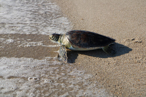 Endangered Sea Turtles Released After Treatment - Jersey Shore Online