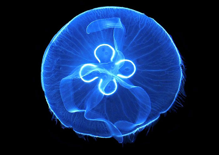 Experts: Watch Out For Clinging Jellyfish - Jersey Shore Online