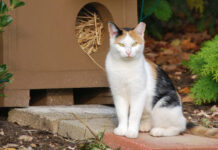 Trap Neuter Return Program Is The Cat’s Meow For Feral Felines