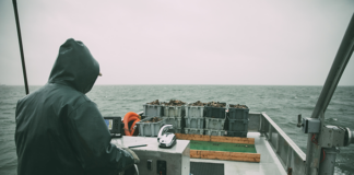 Oyster Reefs Expanded In Barnegat, Great Bays