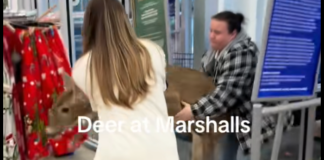 VIDEO: Deer Takes Wrong Turn Into Brick Marshalls, Shoppers Help It Out