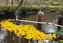 Flock Of Rubber Ducks Float For Fundraiser
