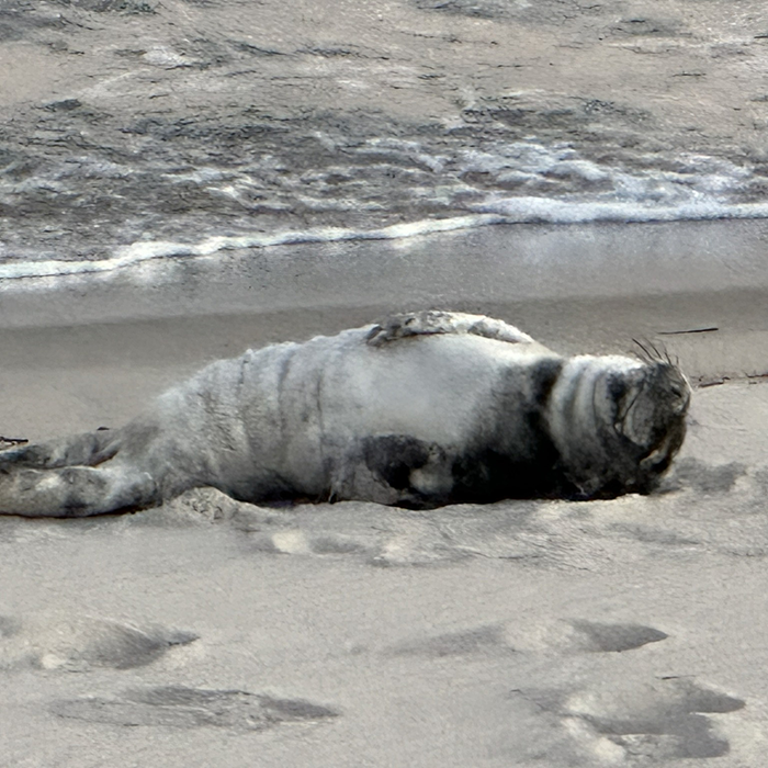 Grey Seal Pup Relocated After Drawing Crowds At LBI Beach