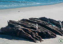 Historic Shipwreck Emerges In Ocean County After Winter Erosion