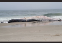 Whale Found Dead Along LBI