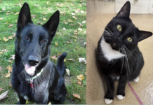 Local Animals Ready For Adoption