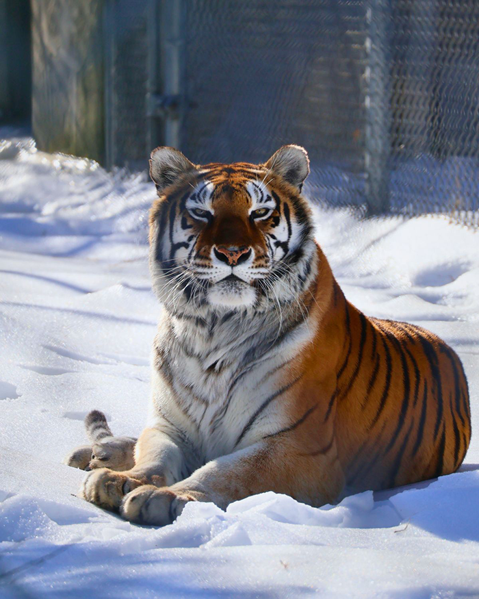 Beloved Tiger Jess Dies at Popcorn Park Zoo
