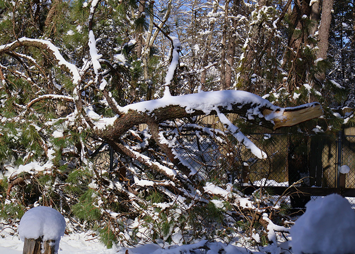 Help Popcorn Park Recover After Blizzard