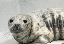 Rescued Grey Seal Pup Showing Steady Progress