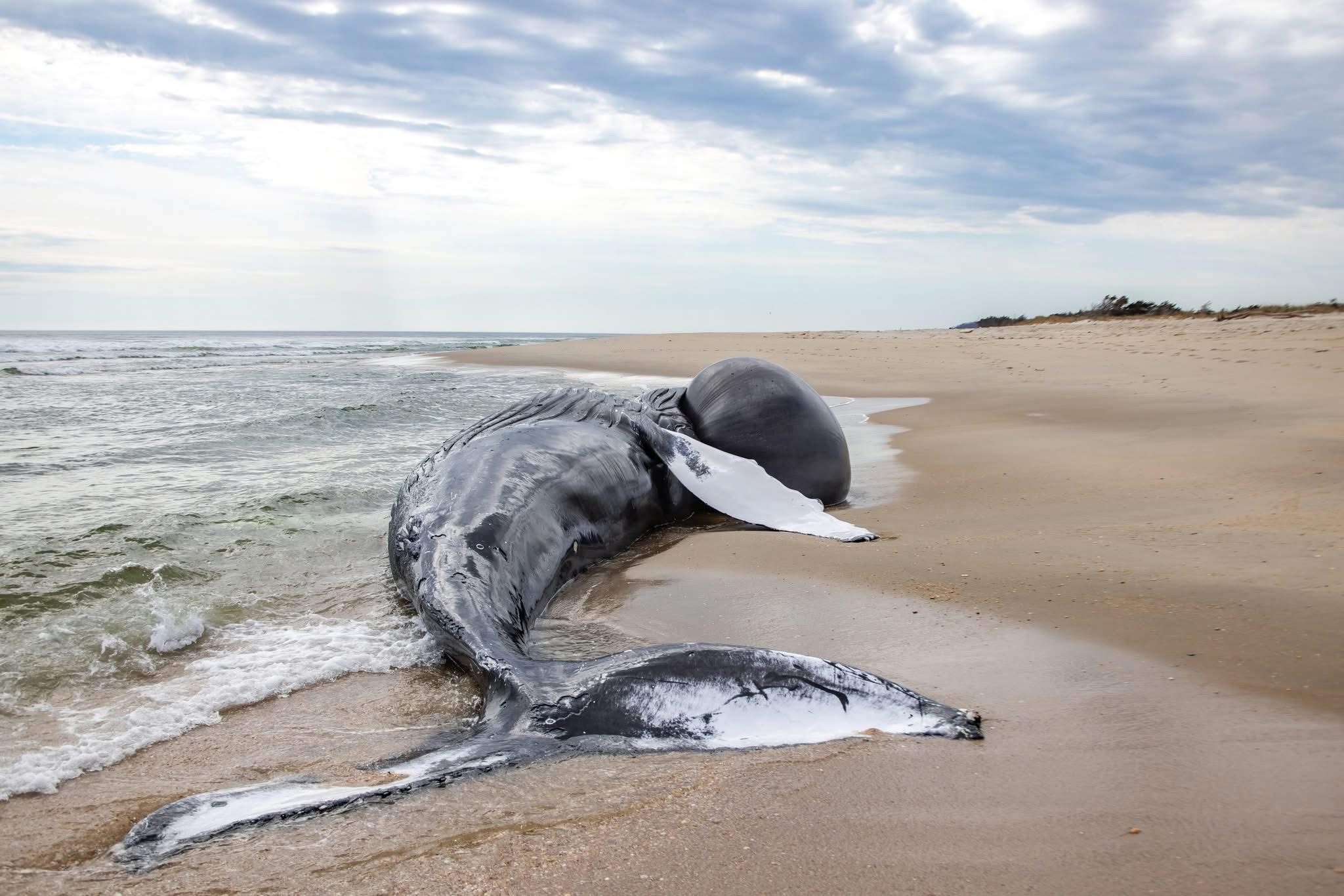 Humpback Whale Found Dead On Jersey Shore Beach