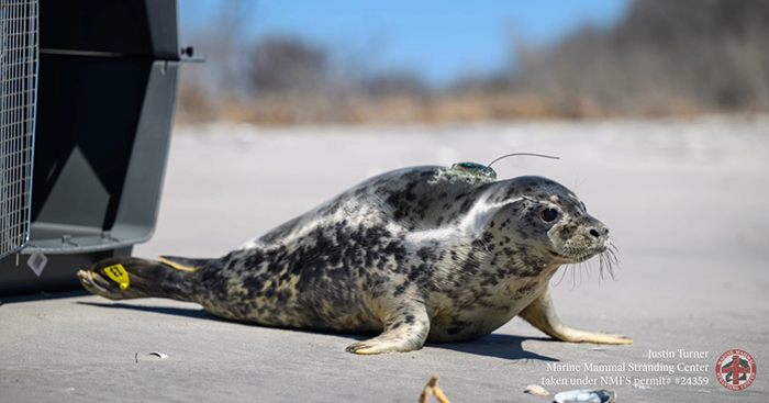 Grey Seal Returned To Ocean After LBI Roadway Rescue
