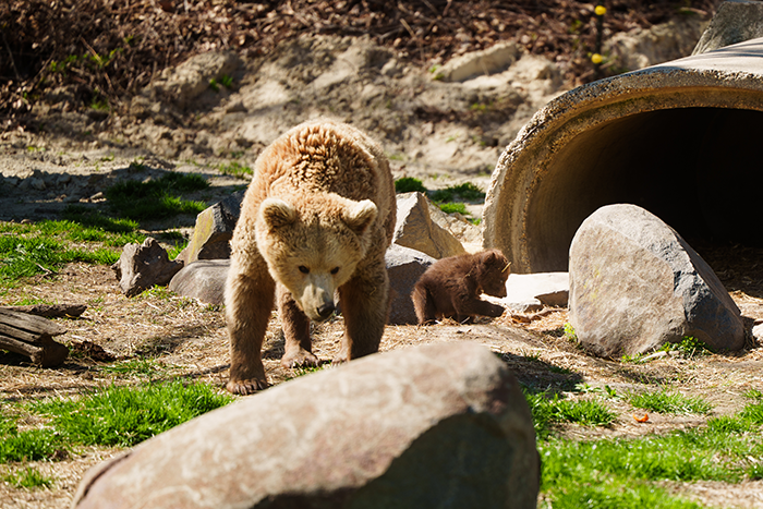 VIDEO: Bear Cub Debuts At Six Flags Safari As Season Begins
