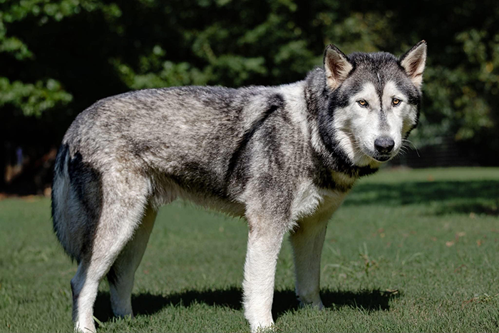 Wolfdogs Find New Home In Ocean County